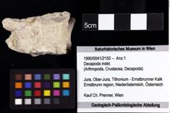 Foto (Objket + Etiketten) von Decapoda indet. 